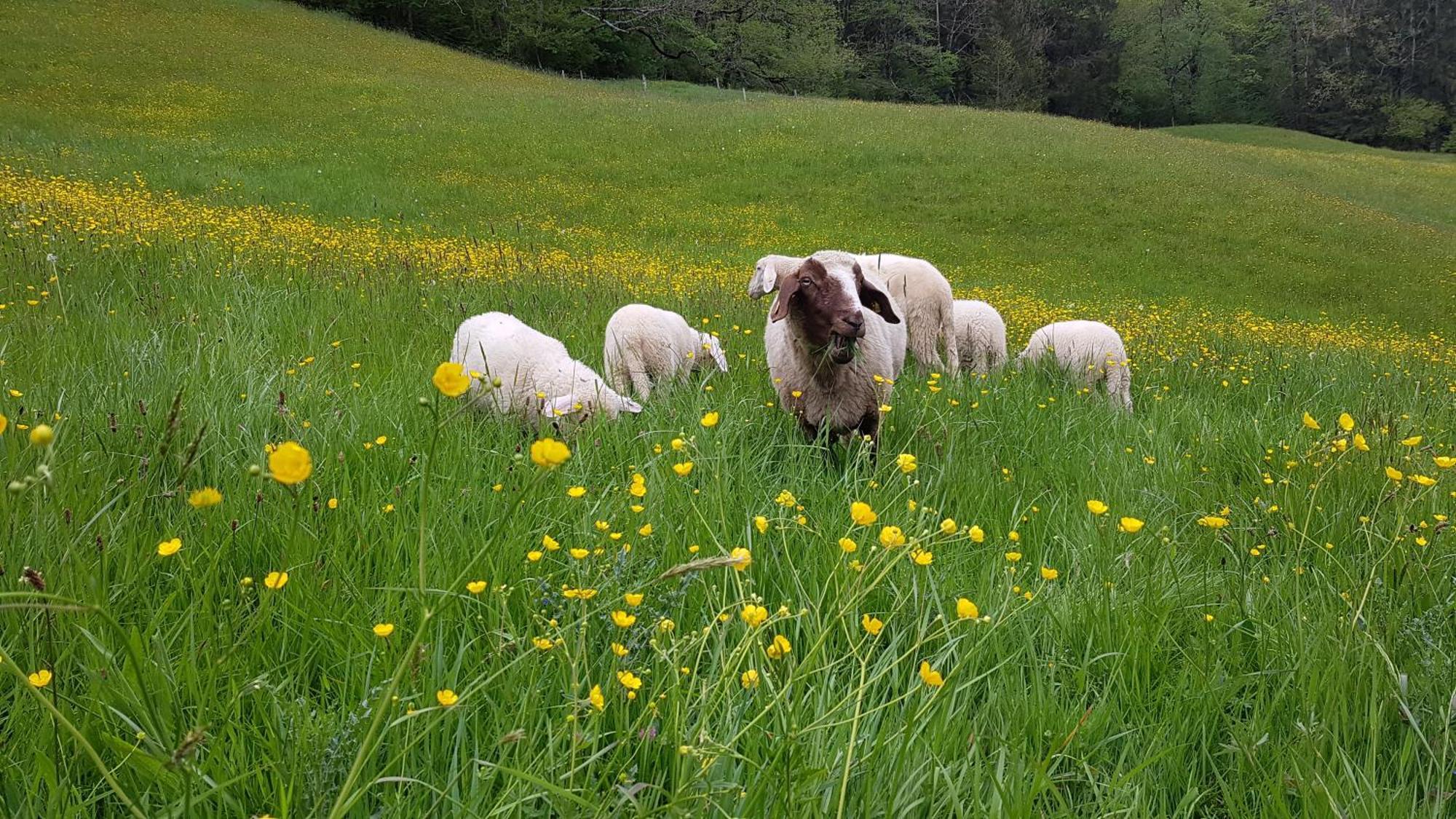 Ferienwohnung Hinterpommern - Chiemgaukarte Inzell Kültér fotó